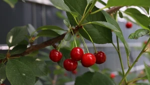 Czas na najważniejszy oprysk czereśni.