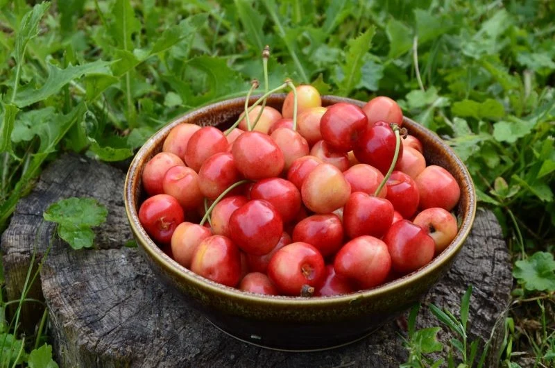 Nasionnica trześniówka powoduje robaczywienie czereśni