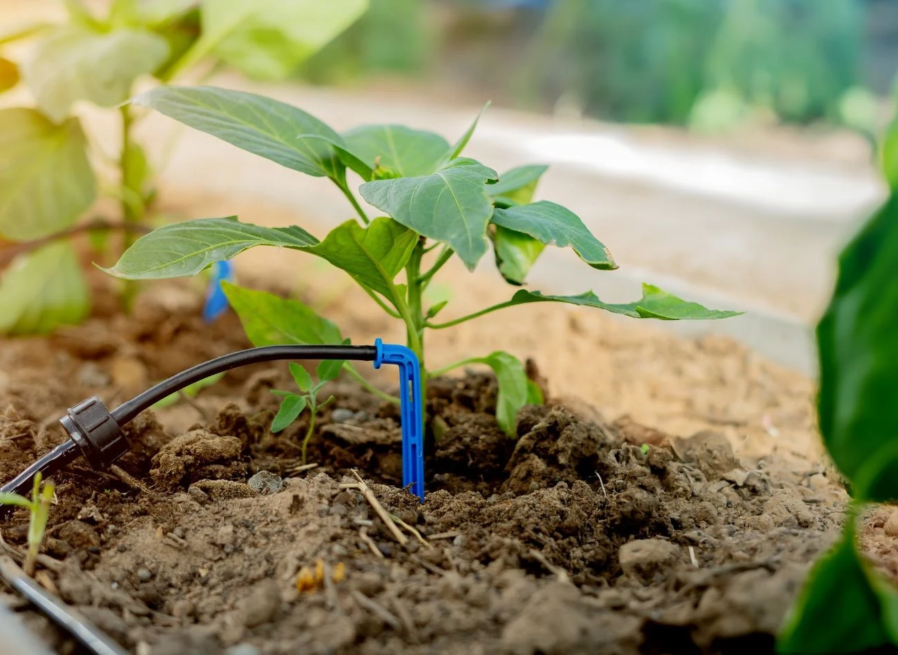 Do podlewania warzywniaków najczęściej sprawdzają się linie kroplujące, które rozkłada się wzdłuż grządek