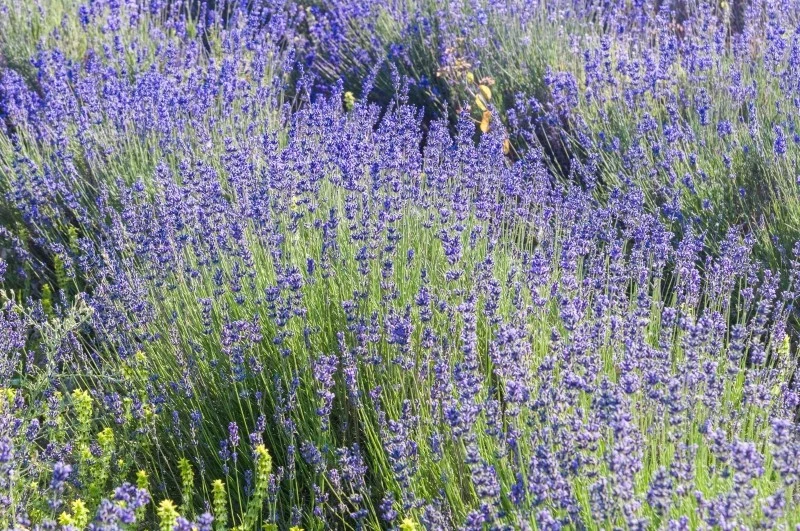Lawenda lubi dużo słońca i ciepła, a przy tym nie wymaga obfitego podlewania
