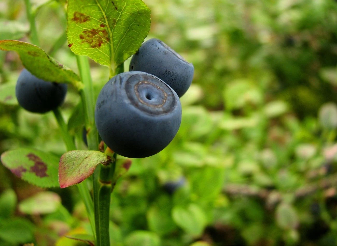 Brak odpowiednich warunków w uprawie borówki skutkuje słabym owocowaniem czy chorobami krzewów