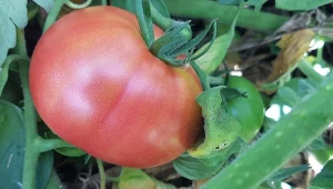 Sadzenie pomidorów na leżąco. Wady i zalety. Jak sadzić pomidory na leżąco?