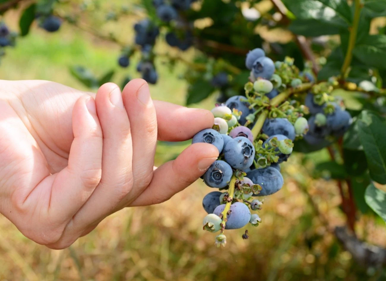 Żeby borówka amerykańska miała dużo owoców potrzebuje regularnego nawadniania