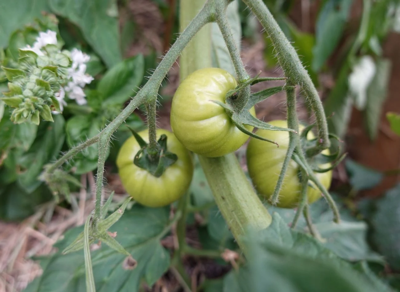 Pomidory sadzone na leżąco pobierają więcej składników pokarmowych oraz wody