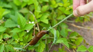 Polskim uprawom coraz bardziej zagraża ślinik luzytański – jak go rozpoznać? Podpowiadamy, czym wyróżnia się ten groźny mięczak.