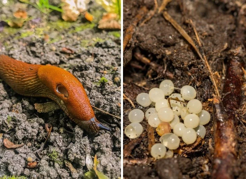 Ślinik składa do 450 jaj, to naprawdę dużo, jak na tak niewielkie stworzenie