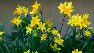 Co zrobić, żeby liliowce długo kwitły?