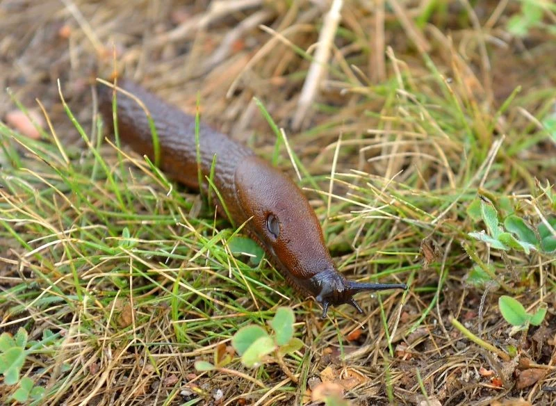Śliniki zmieniają miejsce żerowania, przemieszczając się wzdłuż cieków wodnych oraz poprzez tereny łąkowe i nieużytki