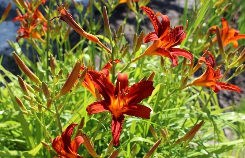 Warto usuwać z liliowców suche kwiaty