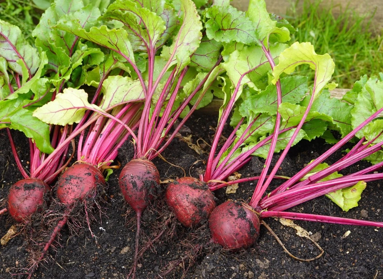 Buraki, żeby rosły zdrowo i obficie, potrzebują nawozów bogatych w potas