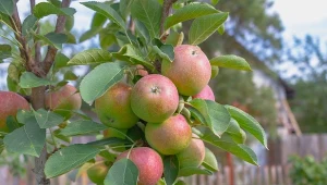 Podpowiadamy, jaki jest najlepszy i najgorszy sąsiad dla jabłoni.