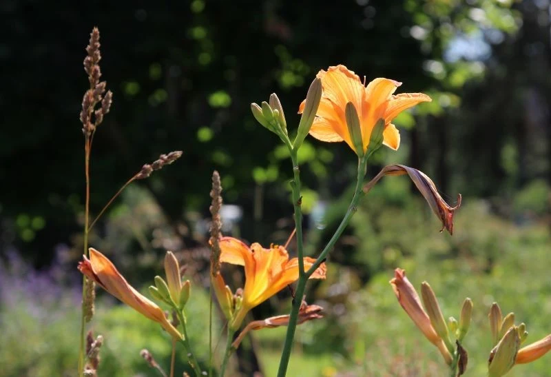 Stare liliowce potrzebują odmłodzenia, by znów obficie zakwitły