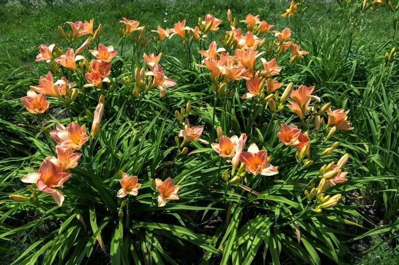 Kwitnienie liliowców można przedłużyć
