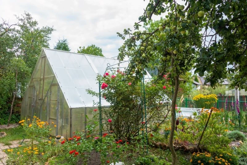 Co posadzić obok jabłonki, żeby obficie zaowocowała