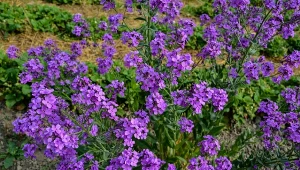 Wieczornik damski pięknie kwitnie, a jego kwiaty czarują oszałamiającym zapachem.