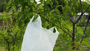 Sprawdź, po co ogrodnicy zawieszają na drzewach worki z wodą.