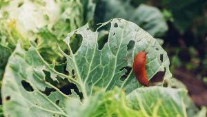 Mimo suszy, ślimaków w ogrodach jest zatrzęsienie. Jak skutecznie się ich pozbyć? Fot. Mariia Boiko