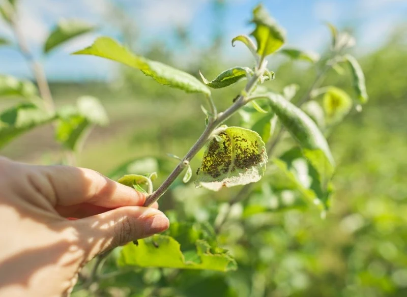 Drzewa owocowe wymagają ochrony przed szkodnikami, które mogą zniszczyć plony i doprowadzić do obumarcia roślin