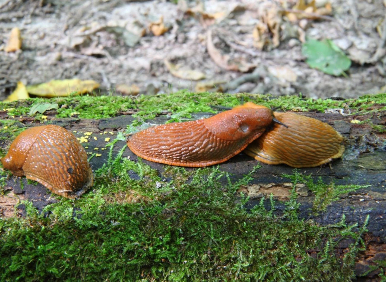 Ślimaki żywią się głównie roślinami: ich liśćmi, korzeniami i pędami i przenoszą na nie choroby