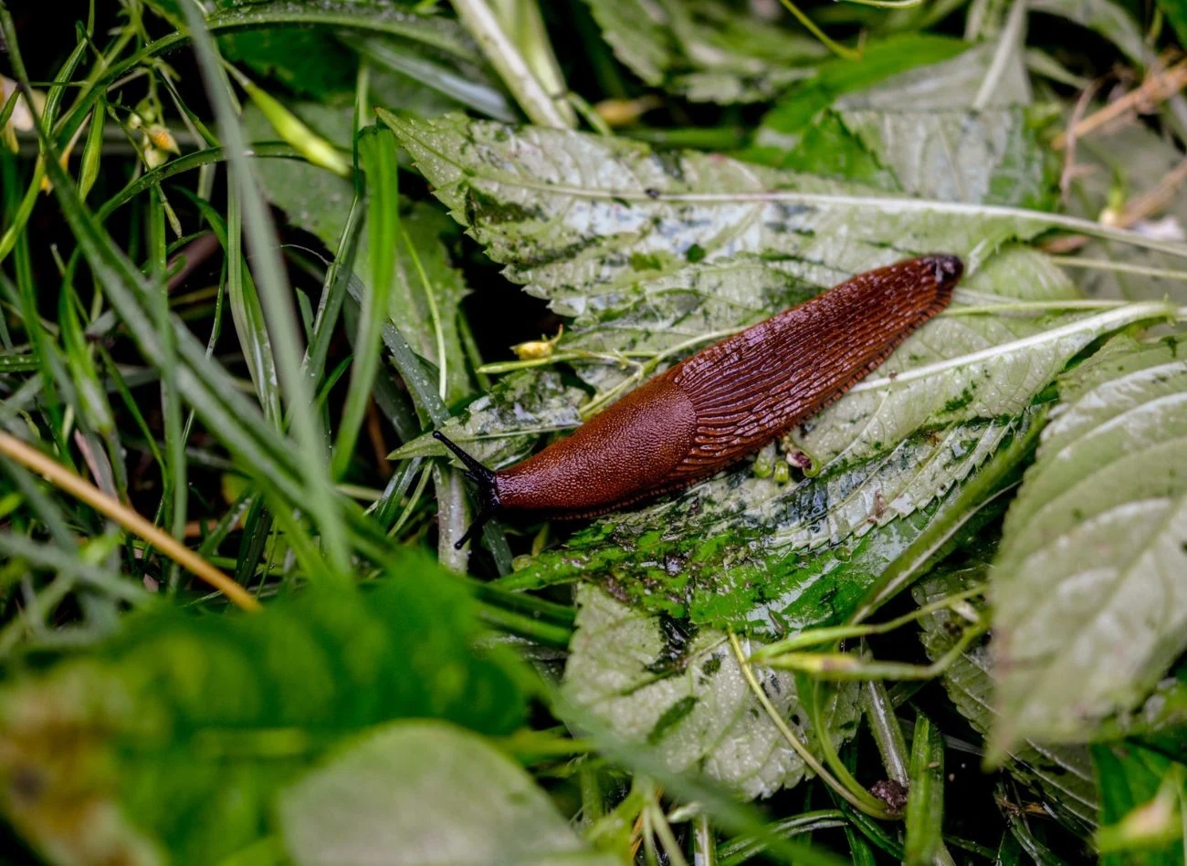 W ogrodzie warto sadzić rośliny, które odstraszają ślimaki