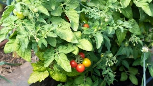 Jak ma wyglądać grono pomidorów? Powinno być silne, pełne kwiatów, ale pozbawione zbędnych, zielonych przyrostów. Jest ich masa? Musisz przeprowadzić ten zabieg.