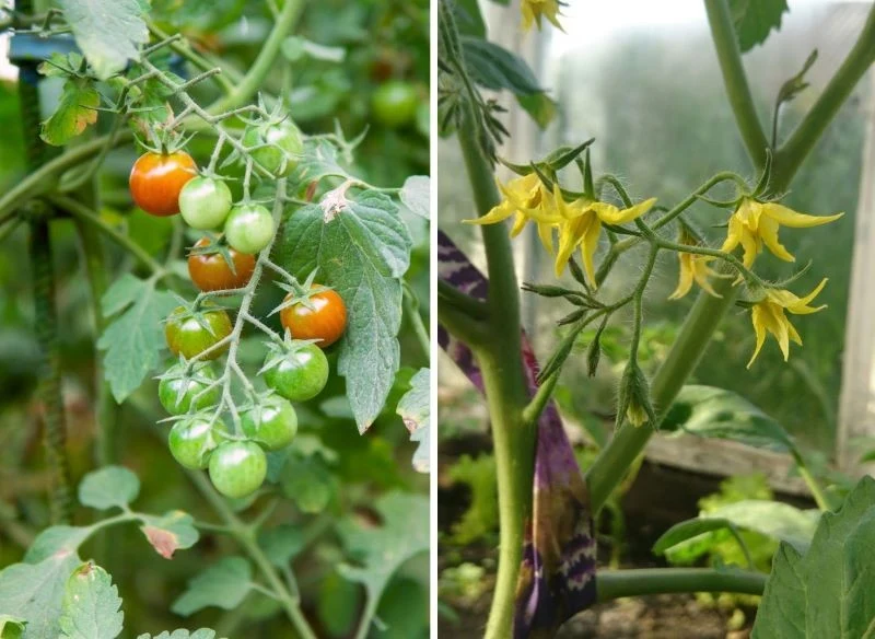 Młodym pędom kwitnącym pozostawiam tylko w pełni rozwinięte kwiaty, dzięki czemu zawiązane owoce są większe i dużo lepszej jakości