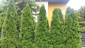 Sprawdź, dlaczego tuje żółkną i usychają./Deccoria.pl