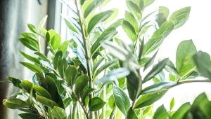 Jeśli zamioklulkas nie rośnie i nie wypuszcza nowych liści, potrzebuje odżywienia.