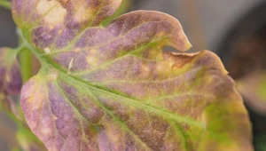 Czy fioletowe liście pomidora to objaw choroby lub grzyba?