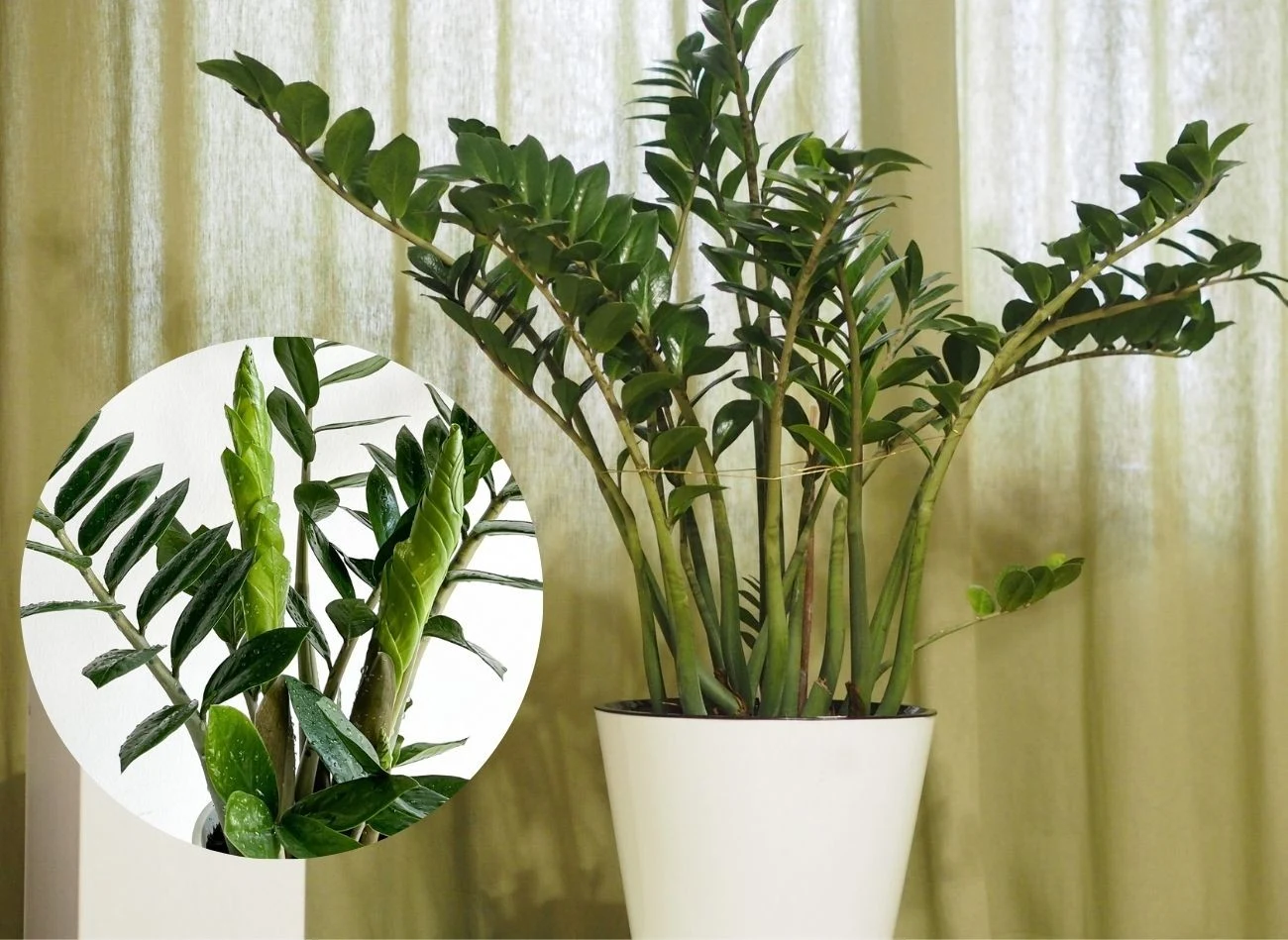 Chcesz, by zamiokulkas wypuścił dużo nowych liści