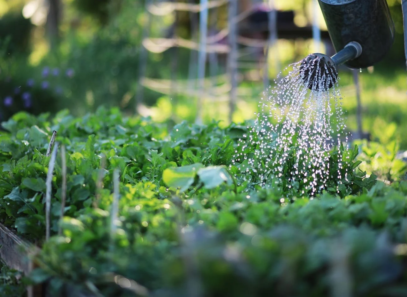 Dlaczego warzywa nie chcą rosnąć