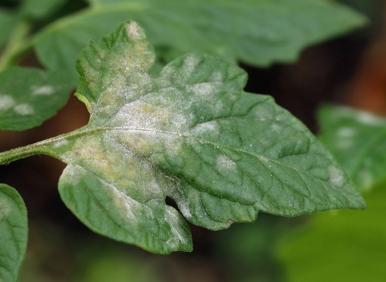 Białe lub szarawe plamy na liściach pomidorów i ogórków to mączniak