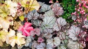 Istnieje wiele ciekawych odmian żurawek – każdy ogrodnik bez trudu wybierze idealną dla siebie.