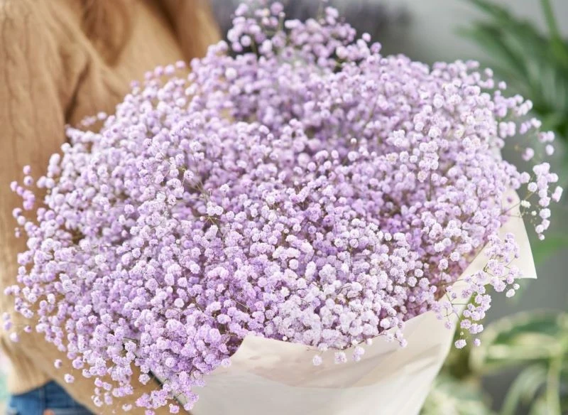 Wielkie wrażenie wywiera bukiet delikatnej, wielokolorowej lub jednobarwnej gipsówki