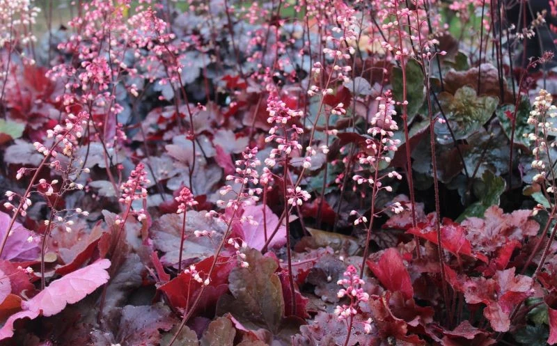 Atutem części odmian żurawek są purpurowe liście