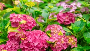 Pielęgnacja hortensji to nie tylko dobór odpowiedniej gleby i podlewanie. Nawożenie, zwłaszcza naturalnymi specyfikami, jest kluczowe.