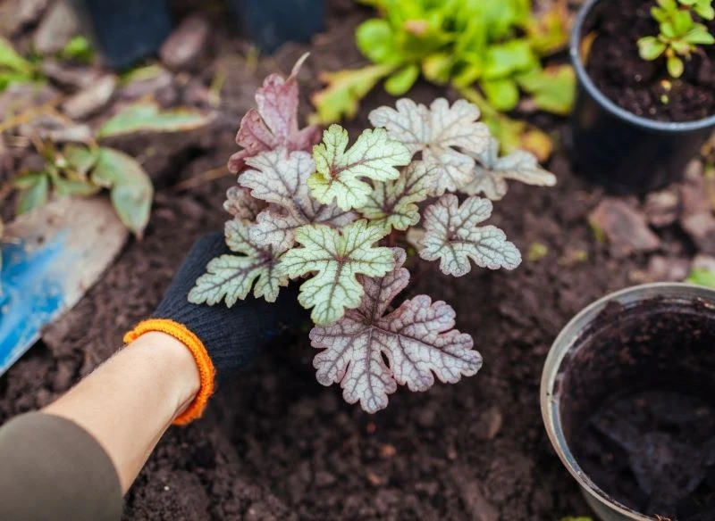 Gdzie sadzić żurawki