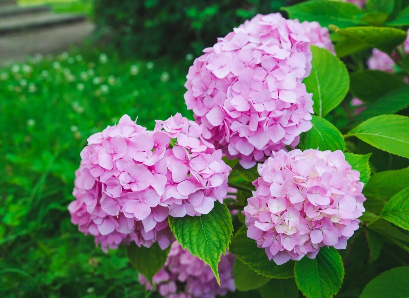 Nawożenie hortensji rozpoczynamy jeszcze przed okresem wegetacji