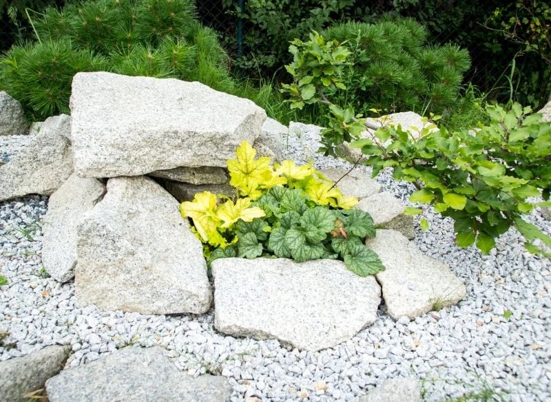 Żurawki można sadzić na skalniaku, ale nie tylko tam