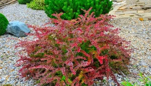 Zasilanie berberysów wiosną. Jakich nawozów użyć, by miały pięknie wybarwione liście?