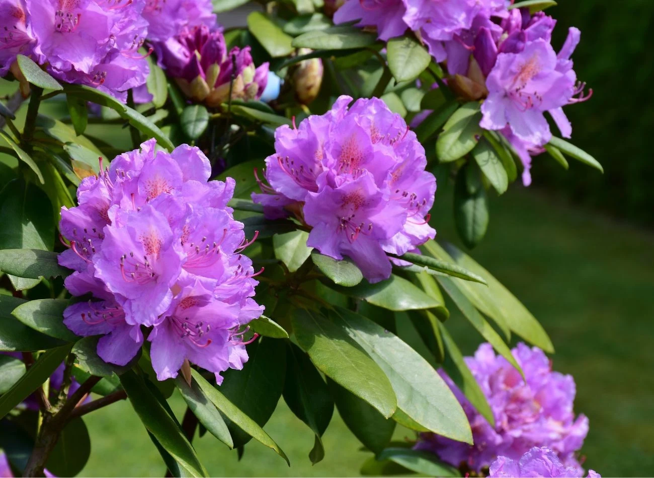 Rododendrony podlewane odżywką z mleczy będą zdrowo rosły i długo kwitły