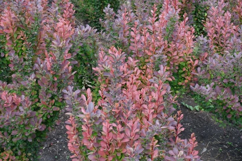 Berberysy nawozimy wiosną oraz na przełomie lata i jesieni