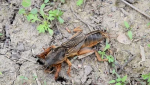 Turkuć podjadek w ogrodzie oznacza duże straty. Poznaj świetny sposób, aby zwabić wszystkie szkodniki i usunąć je z działki./CnavaPro