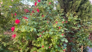 Towarzystwo niektórych roślin negatywnie wpływa na wzrost, zdrowotność i obfitość kwitnienia róż./Deccoria.pl