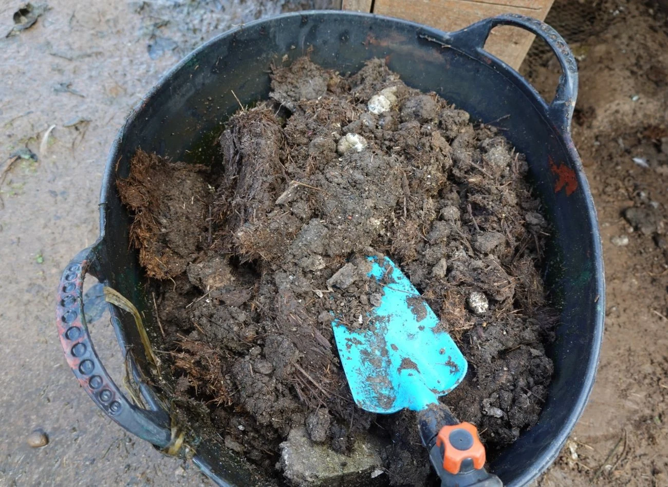 Wkopanie wiadra z obornikiem końskim oraz wodą do ziemi to świetny sposób na zwabienie turkucia