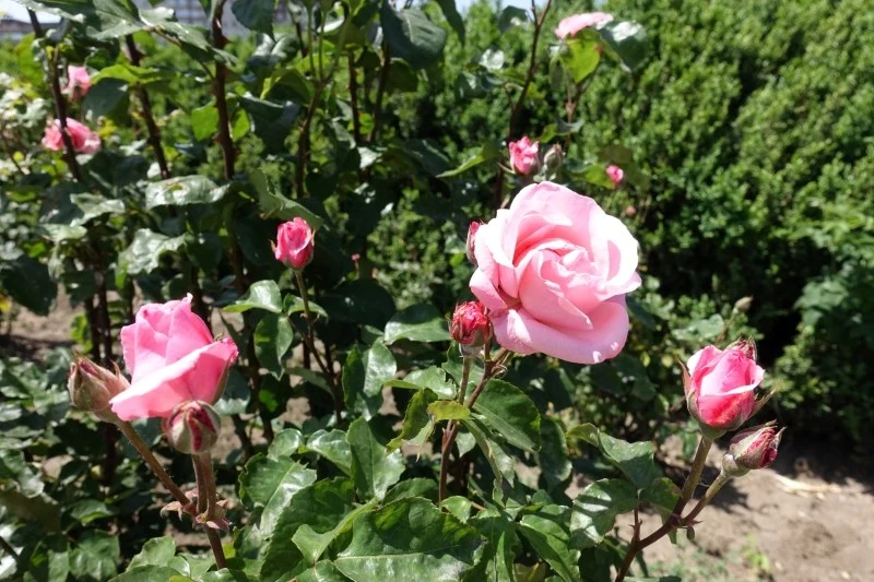 Róże nie znoszą towarzystwa roślin kwasolubnych, wilgociolubnych i ekspansywnych