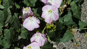 Powój polny, szkodnik nie tylko w ogrodzie, ale i wśród zabudowań, potrafi porastać ogrodzenia, murki, a nawet... naruszać fundamenty. Lepiej go usuń, nim coś zniszczy.