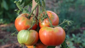 Podczas podlewania pomidorów trzeba trzymać się kilku ważnych zasad.