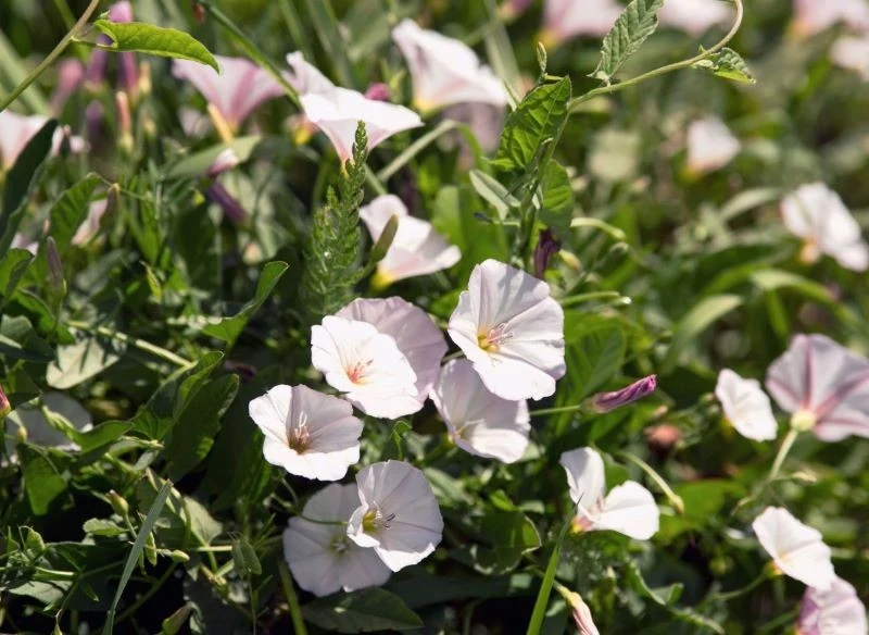 Powój polny potrafi zdominować każde środowisko na glebach ciężkich i lekkich
