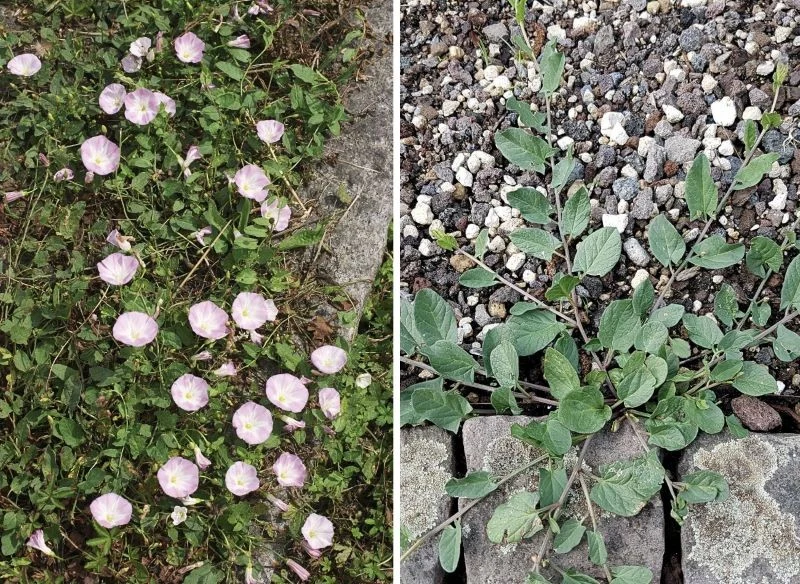 Powój bez trudu porośnie elementy poziome i pionowe, zarówno chodniki, jak i ogrodzenia